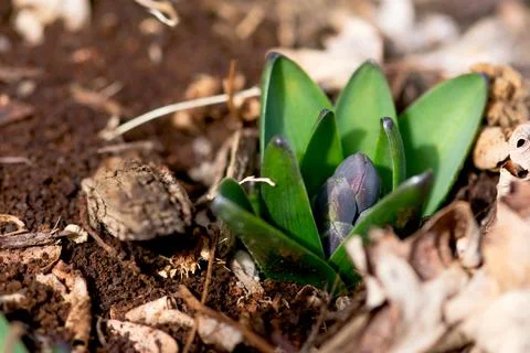Purple Hyacinth Buds Stock Photos