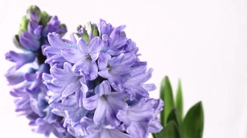 Purple hyacinth flowers with water drops. Stock Footage
