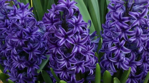 Purple hyacinth Stock Footage 22771938