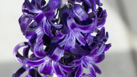 A purple hyacinth Stock Photos