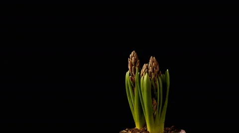 Purple Hyacinth Time-lapse Stock Footage 62013075