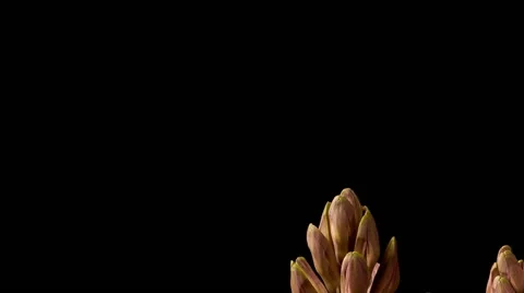 Purple Hyacinth Time-lapse Stock Footage 62014329