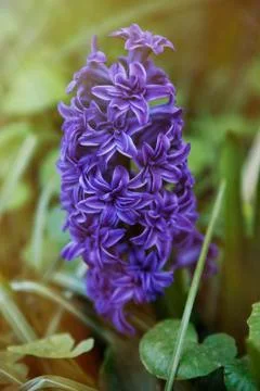 Purple hyacinth under the rays of the spring sun in the spring garden Stock Photos