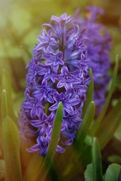 Purple hyacinth under the rays of the spring sun in the spring garden Stock Photos