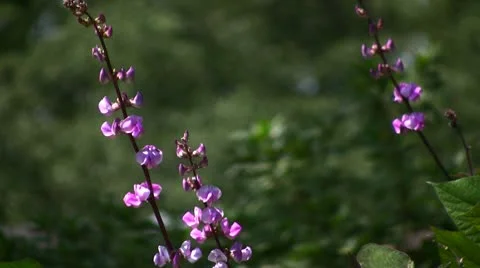 Purple Hyacinth Vine Flowers Stock Footage