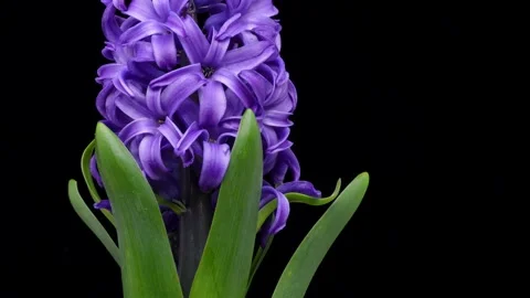 Purple hyacinths Stock Footage 303393631