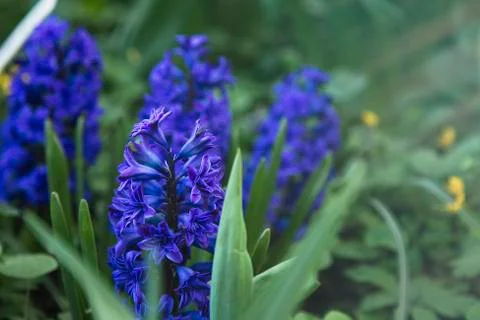 Purple hyacinths under the rays of the spring sun in the spring garden Stock Photos