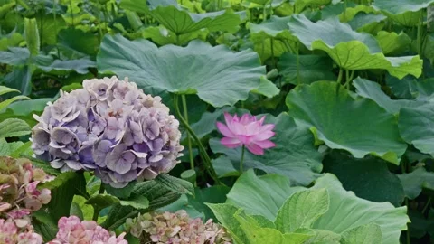 Purple Hydrangea and Pink Lotus Flower Together Among Green Leaves 스톡 동영상 344006562