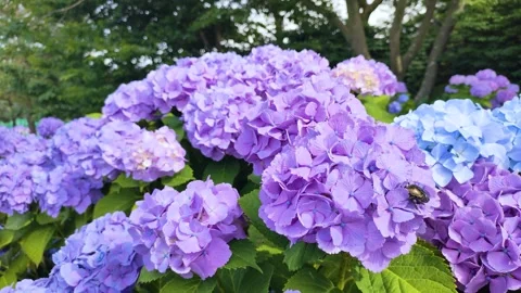 Purple hydrangea and a scarab beetle in a park in Japan Stock Footage 304771227