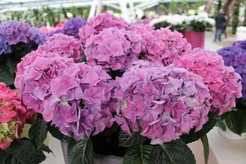 Purple hydrangea beautiful Foto stock