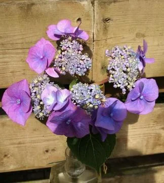 Purple hydrangea beautiful Stock Photos