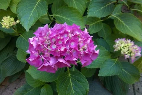 Purple hydrangea beautiful Foto stock