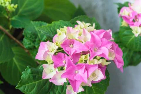 Purple hydrangea in bloom. Close up Stock Photos