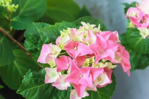 Purple hydrangea in bloom. Close up Stock Photos