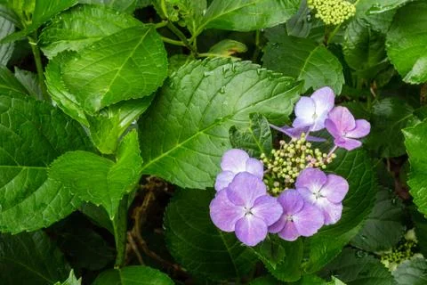 Purple hydrangea bloom just beginning to open Stock Photos