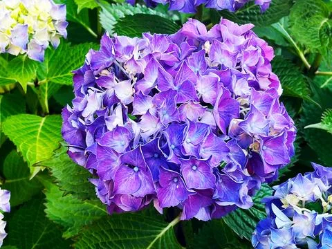 Purple hydrangea in bloom Stock Photos