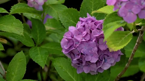 Purple hydrangea bloom swaying in breeze after rain 動画素材 336883231