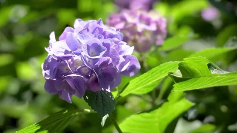 Purple hydrangea blooming among lush green leaves Видео 336242514