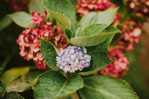 Purple hydrangea bushes Foto stock