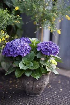 Purple hydrangea in a clay flower pot in the garden. Stock Photos