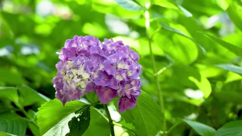 Purple hydrangea flower blooming among lush green leaves 動画素材 336176539