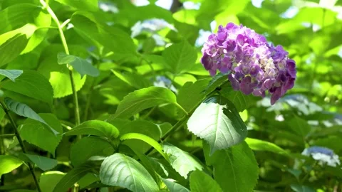 Purple hydrangea flower blooming among lush green leaves Видео 336176544
