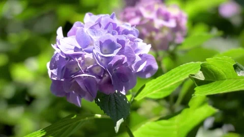 Purple Hydrangea Flower Blooming Among Green Leaves Видео 336297320