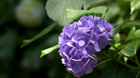 Purple Hydrangea Flower Blooming in Garden Foliage 動画素材 336242541