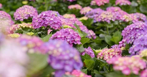 Purple hydrangea flower farm Stock Footage 90750749