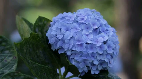Purple Hydrangea Flower Видео 35560665