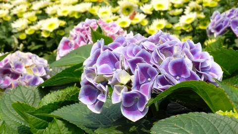 Purple Hydrangea flower in a garden Stock Footage 87250944