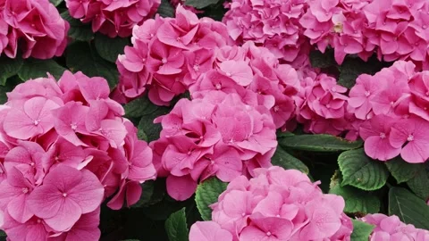 Purple Hydrangea flower in a garden Stock Footage 153317287