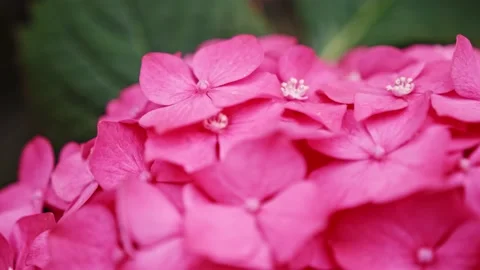 Purple Hydrangea flower in a garden Stock Footage 153460089