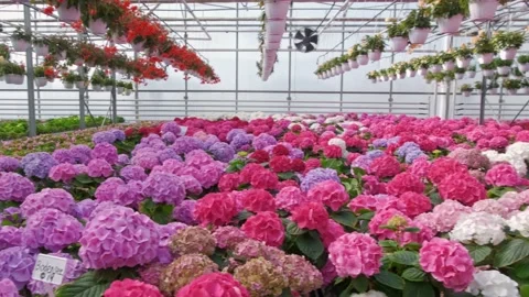 Purple Hydrangea flower in a garden Stock Footage 153460236