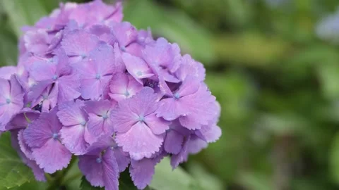 Purple hydrangea flower gently swaying in soft breeze Vídeos de archivo 336883271