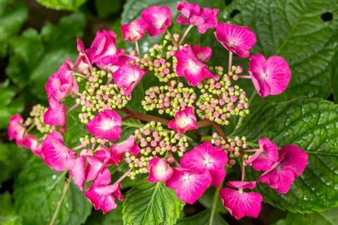Purple Hydrangea flower (Hydrangea macrophylla) Stock Photos