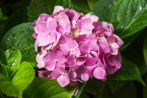 Purple Hydrangea flower (Hydrangea macrophylla) Stock Photos