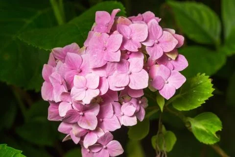Purple Hydrangea flower (Hydrangea macrophylla) Stock Photos