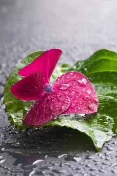 Purple hydrangea flower with a leaf, macro, isolated, with waterdrops, top view Stock Photos
