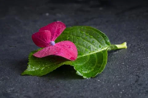 Purple hydrangea flower with a leaf, macro, isolated, with waterdrops, top view 스톡 사진