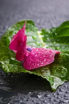 Purple hydrangea flower with a leaf, macro, isolated, with waterdrops, top view Foto stock