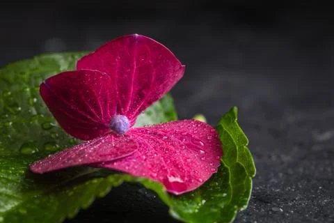 Purple hydrangea flower with a leaf, macro, isolated, with waterdrops, top view Stock Photos