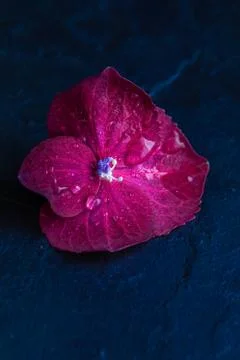 Purple hydrangea flower, macro, isolated, with waterdrops, top view Stock Photos