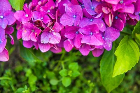 Purple Hydrangea flower or Hydrangea macrophylla n a garden 스톡 사진