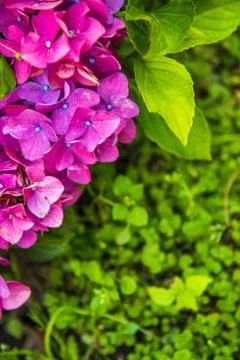 Purple Hydrangea flower or Hydrangea macrophylla n a garden Foto stock