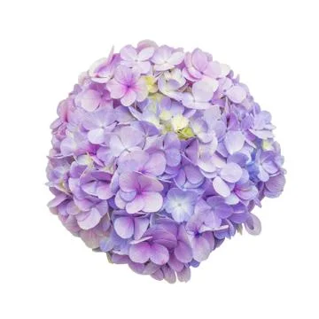 Purple Hydrangea Flower Foto stock