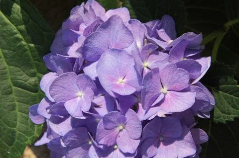 Purple Hydrangea flower Stock Photos