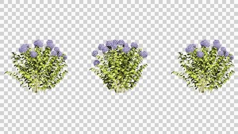Purple hydrangea flower Stock Photos