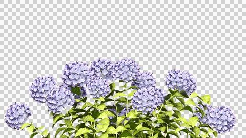 Purple hydrangea flower Stock Photos