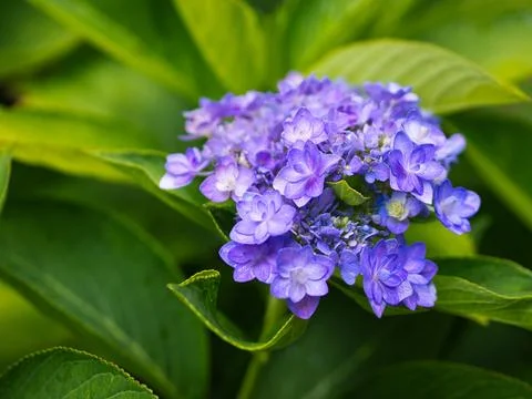 Purple Hydrangea Flower Stock Photos